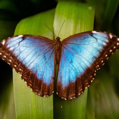Veragua Rainforest Puerto Limon Eksteriør billede