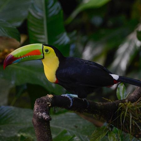 Veragua Rainforest Puerto Limon Eksteriør billede