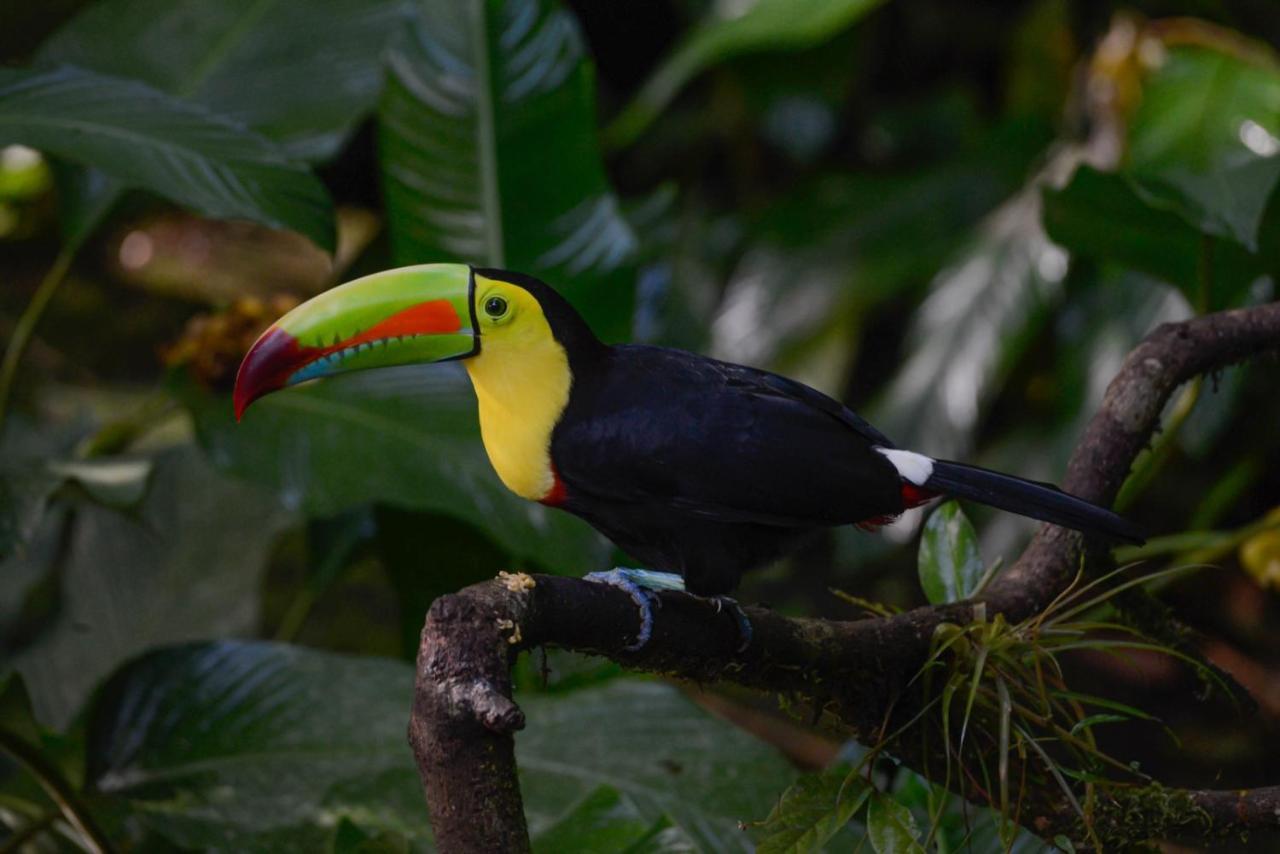 Veragua Rainforest Puerto Limon Eksteriør billede