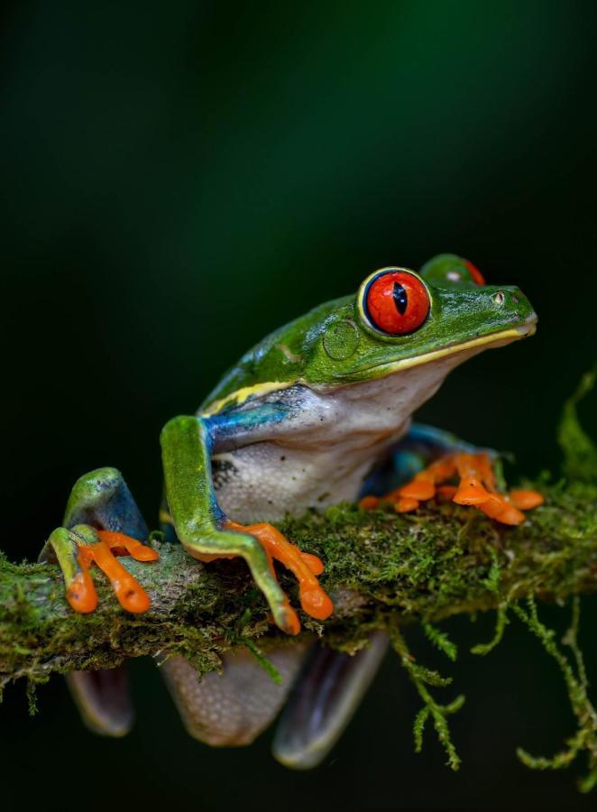 Veragua Rainforest Puerto Limon Eksteriør billede